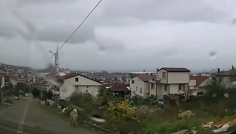 Sahipsiz Köpekler Tuzağı: 5 Yaşındaki Çocuk Ağır Yaralandı!