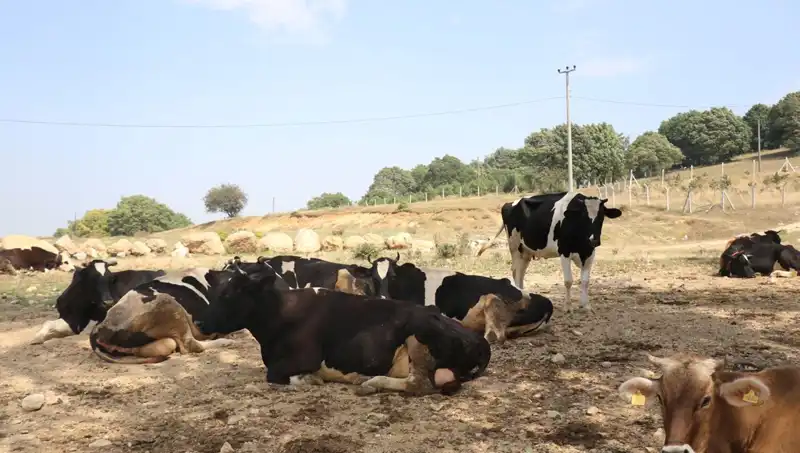 Şap Hastalığına Karşı Hızla Alınan Önlemler: 22 Köyde Yasaklar Uygulandı